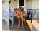 Dogue de Bordeaux PUPPY FOR SALE ADN-845971 - Sedona