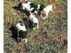Jack Russell Terrier PUPPY FOR SALE ADN-845969 - Smooth coat Jack Russell pups x