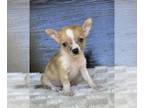 Chihuahua PUPPY FOR SALE ADN-845968 - Adorable Chihuahua Puppy