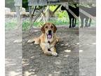 Spanish Mastiff DOG FOR ADOPTION ADN-846044 - Special Needs Dog