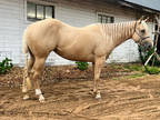 Pretty Mare Ready to Finish Any Direction!