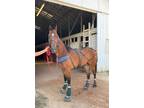 Sweet and quiet on the ground - competitve in the ring!