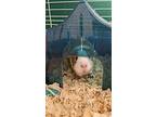Chiku, Guinea Pig For Adoption In Pottstown, Pennsylvania