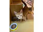 Frankie, Domestic Shorthair For Adoption In Bowling Green, Kentucky