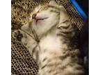 Elsa, Domestic Shorthair For Adoption In Kensington, Maryland