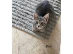 Kim, American Shorthair For Adoption In Bethel, Connecticut