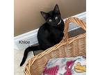 Khloe, American Shorthair For Adoption In Bethel, Connecticut