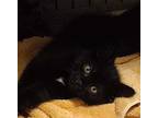 Chester, Domestic Shorthair For Adoption In Kensington, Maryland
