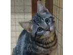Esther, Domestic Shorthair For Adoption In Kensington, Maryland