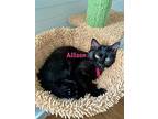 Allison, Domestic Longhair For Adoption In Bowling Green, Kentucky