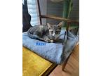 Hazel, Domestic Shorthair For Adoption In Bowling Green, Kentucky