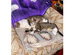 Julian, Domestic Shorthair For Adoption In Bowling Green, Kentucky
