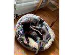Vanya, Domestic Shorthair For Adoption In Bowling Green, Kentucky