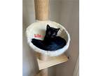 Lila, Domestic Shorthair For Adoption In Bowling Green, Kentucky