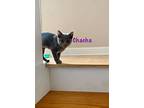 Chacha, Domestic Shorthair For Adoption In Bowling Green, Kentucky