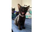 Five, Domestic Shorthair For Adoption In Bowling Green, Kentucky
