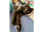 Klaus, Domestic Shorthair For Adoption In Bowling Green, Kentucky