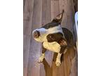 Jana, Staffordshire Bull Terrier For Adoption In Harrison, Arkansas