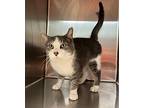 Nuts, Domestic Shorthair For Adoption In Sioux City, Iowa