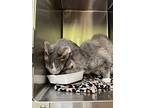 Jake, Domestic Shorthair For Adoption In Sioux City, Iowa
