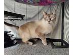 Seymour, Siamese For Adoption In Sherman Oaks, California