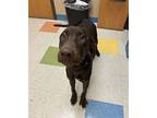 Molly, Labrador Retriever For Adoption In Sioux City, Iowa