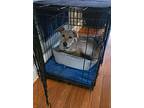 Cane, Labrador Retriever For Adoption In South Elgin, Illinois