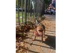 Snazzy, Dachshund For Adoption In New York, New York