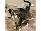 Amandine, Domestic Shorthair For Adoption In Fort Lupton, Colorado