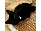 Aloeen, Domestic Shorthair For Adoption In Fort Lupton, Colorado