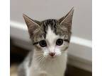 Adrie, Domestic Shorthair For Adoption In Fort Lupton, Colorado