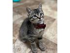 Alandy, Domestic Shorthair For Adoption In Fort Lupton, Colorado