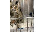 Pita, Domestic Longhair For Adoption In Angola, Indiana