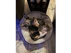 Bruenor, Domestic Shorthair For Adoption In Fort Lupton, Colorado
