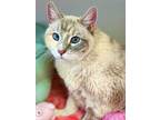 Maleeka, Domestic Shorthair For Adoption In West Cornwall, Connecticut
