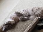 Everest, Siamese For Adoption In Fairborn, Ohio