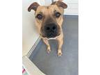 Talladega, American Pit Bull Terrier For Adoption In Fort Lupton, Colorado