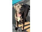 Nachita, Labrador Retriever For Adoption In Fort Lupton, Colorado