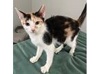 Kitten Little One Callie, Calico For Adoption In Franklin, Tennessee