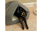 Harlow, Domestic Shorthair For Adoption In Lombard, Illinois