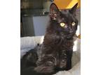 Madam Midnight, Domestic Shorthair For Adoption In Franklin, Tennessee