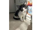 Kitten Oreo, American Shorthair For Adoption In Franklin, Tennessee
