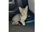 Kitten Biscoff, American Shorthair For Adoption In Franklin, Tennessee