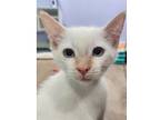 Comet, Siamese For Adoption In Kalamazoo, Michigan