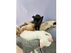 Nebula, Domestic Shorthair For Adoption In Kalamazoo, Michigan