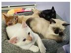 Estrella, Domestic Shorthair For Adoption In Kalamazoo, Michigan