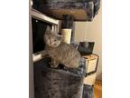 Keeshi, Domestic Mediumhair For Adoption In Union Grove, Wisconsin