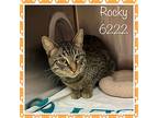 Rocky, Domestic Shorthair For Adoption In Holly Springs, Georgia