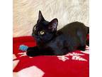 Deena, Domestic Shorthair For Adoption In Candler, North Carolina