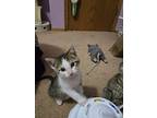 Sprite, Domestic Shorthair For Adoption In Union Grove, Wisconsin